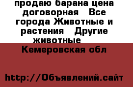 продаю барана цена договорная - Все города Животные и растения » Другие животные   . Кемеровская обл.